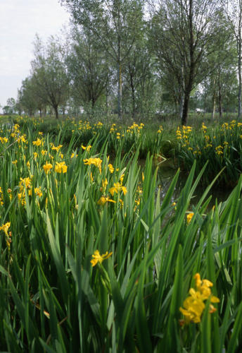 Canal bordé d'iris faux acore en fleur. Marais poitevin
