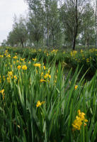 146 Canal bordé d'iris faux acore en fleur. Marais poitevin 