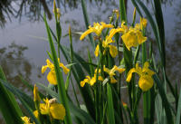 147 Fleurs d'iris faux acore. Marais poitevin 