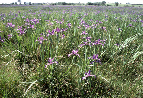 Iris batards dans une prairie humide. Marais poitevin