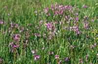 158 Lychnis fleur de coucou dans une prairie. Marais poitevin 