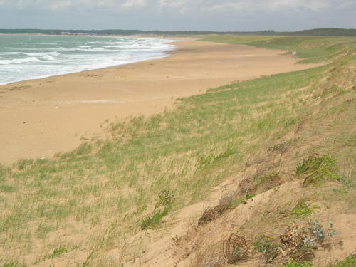 La plage de la Terrière et la dune mobile à la Tranche-sur-Mer. Marais poitevin