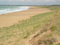 237 La plage de la Terrière et la dune mobile à la Tranche-sur-Mer. Marais poitevin 
