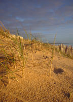 242 Dune sur une plage de la Faute-sur-Mer. Marais poitevin 