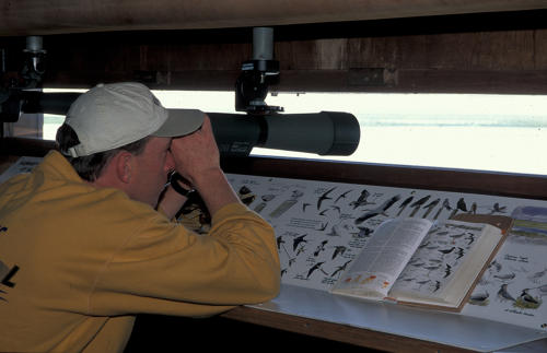 Observation des oiseaux à la Réserve nationale Michel Brosselin