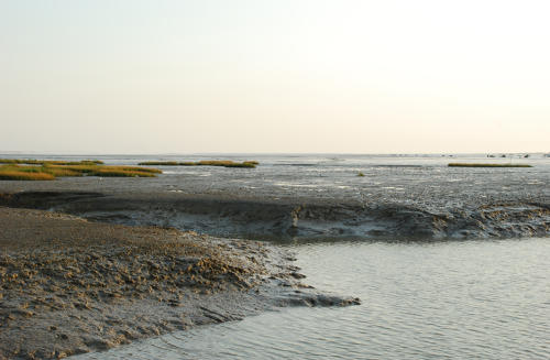 Les vases du port du Pavé sur l'estuaire de la Sèvre niortaise à Charron. Marais poitevin