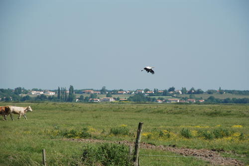 Vol d'une cigogne blanche au dessus d'une prairie. Marais poitevin