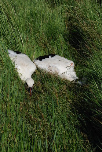 Bagage de cigognes blanches à la ferme de Choisy. Les jeunes cigogneaux font les morts. Marais poitevin