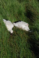 320 Bagage de cigognes blanches à la ferme de Choisy. Les jeunes cigogneaux font les morts. Marais poitevin 