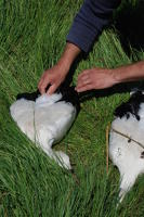 323 Bagage de cigognes blanches à la ferme de Choisy. Les jeunes cigogneaux font les morts. Marais poitevin 