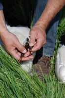 325 Bagage de cigognes blanches à la ferme de Choisy. Les jeunes cigogneaux ont mangé des écrevisses américaines. Marais poitevin 