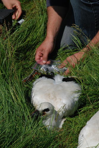 Bagage de cigognes blanches à la ferme de Choisy. Choix des bagues. Marais poitevin