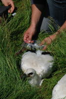 328 Bagage de cigognes blanches à la ferme de Choisy. Choix des bagues. Marais poitevin 