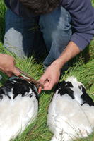 339 Bagage de cigognes blanches à la ferme de Choisy. Une bague en métal est posée sur la patte d'une jeune cigogne. Marais poitevin 