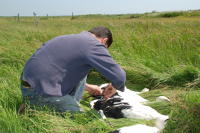 342 Bagage de cigognes blanches à la ferme de Choisy. Une bague en métal est posée sur la patte d'une jeune cigogne. Marais poitevin 