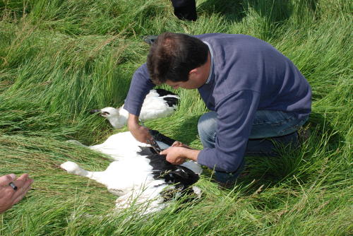 Bagage de cigognes blanches à la ferme de Choisy. Une bague en plastique est posée sur la patte d'une jeune cigogne. Marais poitevin