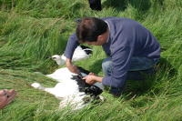 344 Bagage de cigognes blanches à la ferme de Choisy. Une bague en plastique est posée sur la patte d'une jeune cigogne. Marais poitevin 