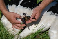 349 Bagage de cigognes blanches à la ferme de Choisy. Le bagueur regarde ce qu'a mangé le cigogneau. Marais poitevin 