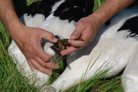 350 Bagage de cigognes blanches à la ferme de Choisy. Le bagueur regarde ce qu'a mangé le cigogneau. Marais poitevin 