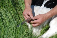 351 Bagage de cigognes blanches à la ferme de Choisy. Mesure du bec. Marais poitevin 