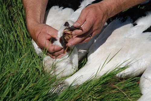 Bagage de cigognes blanches à la ferme de Choisy. Le bagueur regarde ce qu'a mangé le cigogneau. Marais poitevin