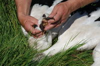 353 Bagage de cigognes blanches à la ferme de Choisy. Le bagueur regarde ce qu'a mangé le cigogneau. Marais poitevin 