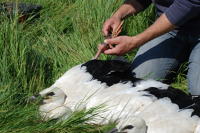 358 Bagage de cigognes blanches à la ferme de Choisy. Mesure des pattes. Marais poitevin 