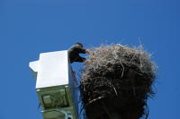 369 Ferme de Choisy. Remontée des jeunes cigogneaux dans leur nid après le baguage. Marais poitevin 