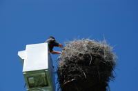 370 Ferme de Choisy. Remontée des jeunes cigogneaux dans leur nid après le baguage. Marais poitevin 