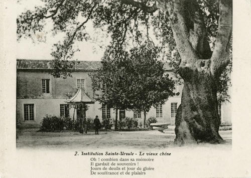 Le vieux chêne de l'Institution Sainte-Ursule à Luçon. Marais poitevin