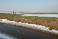 416 Le marais desséché de Triaize sous la glace et la neige. Marais poitevin 