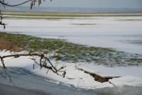 426 Le marais desséché de Triaize sous la glace et la neige. Marais poitevin 