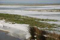 433 Le marais desséché de Triaize sous la glace et la neige. Marais poitevin 