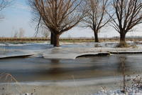 453 Paysage du marais desséché de Triaize sous la glace et la neige. Marais poitevin 