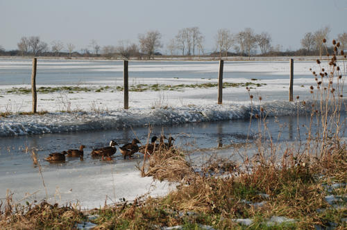 Canards colverts dans le marais desséché de Triaize sous la glace et la neige. Marais poitevin