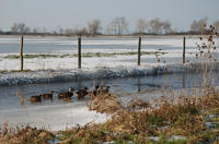 456 Canards colverts dans le marais desséché de Triaize sous la glace et la neige. Marais poitevin 
