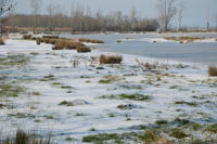 481 Paysage du marais desséché de Triaize sous la glace et la neige. Marais poitevin 
