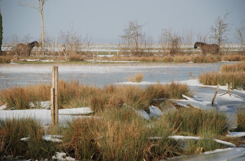 Paysage du marais desséché de Triaize sous la glace et la neige. Marais poitevin