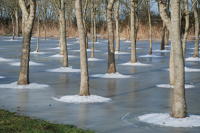 497 Plantation de peupliers dans le marais desséché de Triaize sous la glace et la neige. Marais poitevin 