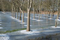 498 Plantation de peupliers dans le marais desséché de Triaize sous la glace et la neige. Marais poitevin 