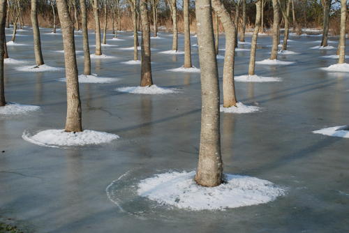 Plantation de peupliers dans le marais desséché de Triaize sous la glace et la neige. Marais poitevin