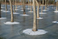 500 Plantation de peupliers dans le marais desséché de Triaize sous la glace et la neige. Marais poitevin 