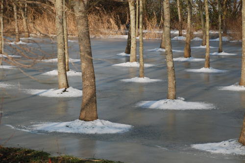 Plantation de peupliers dans le marais desséché de Triaize sous la glace et la neige. Marais poitevin