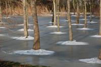 503 Plantation de peupliers dans le marais desséché de Triaize sous la glace et la neige. Marais poitevin 