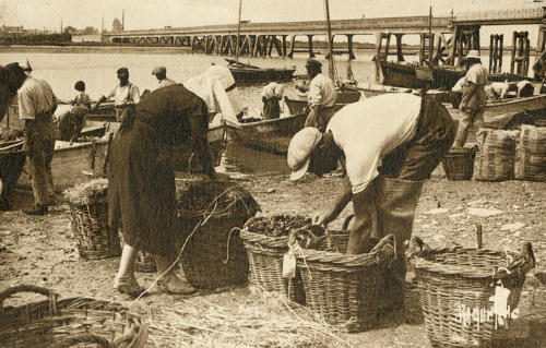 L'expédition des moules, port de l'Aiguillon-sur-Mer. Marais poitevin