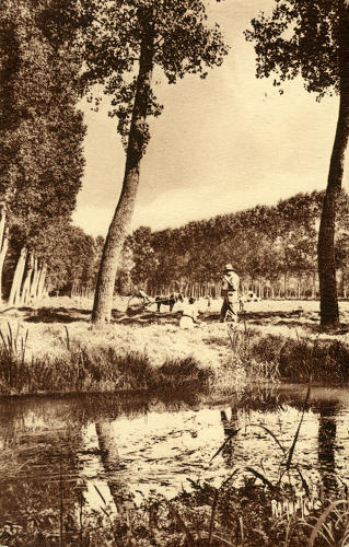 La fenaison dans les marais de Coulon. Marais poitevin
