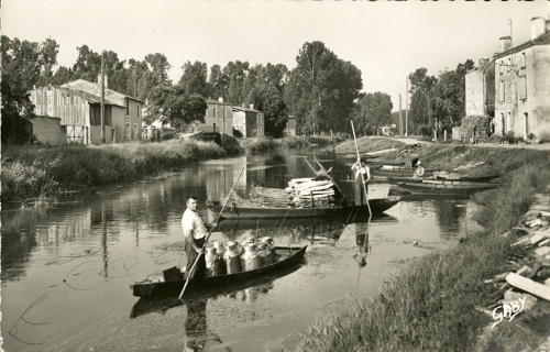 Transport de bois et de lait en bateau dans le marais de Coulon. Marais poitevin