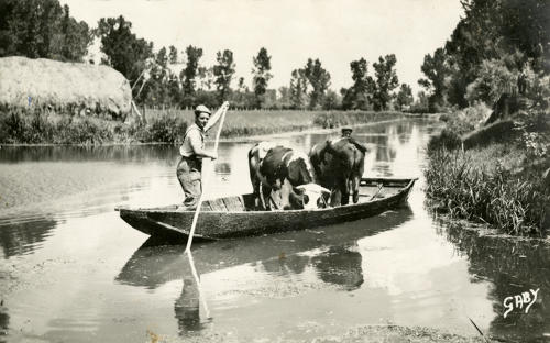 Transport du bétail en barque à Arçais. Marais poitevin