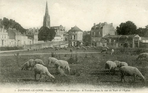 Fontenay-le-Comte – Moutons au pâturage, à l'arrière-plan, la Rue du Port, l'Eglise et la Tour de l'Octroi. Marais poitevin