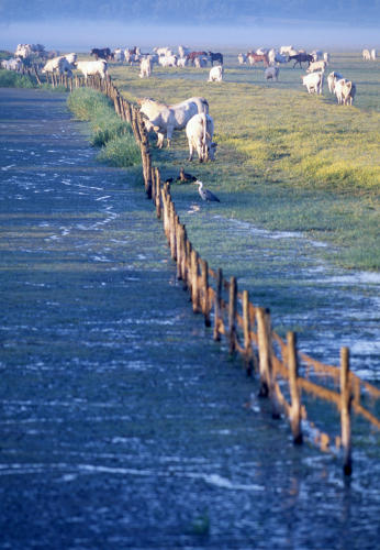 Marais poitevin. Des bovins pâturent sur le marais communal de Lairoux.